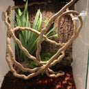 Terrarium Reptile Flexible Jungle Vines Flexible Bendable Decoration Accessories