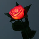 Rose Romantic Outdoor Yard Garden Path Way Tulip Bar Landscape Flower Night R2U5