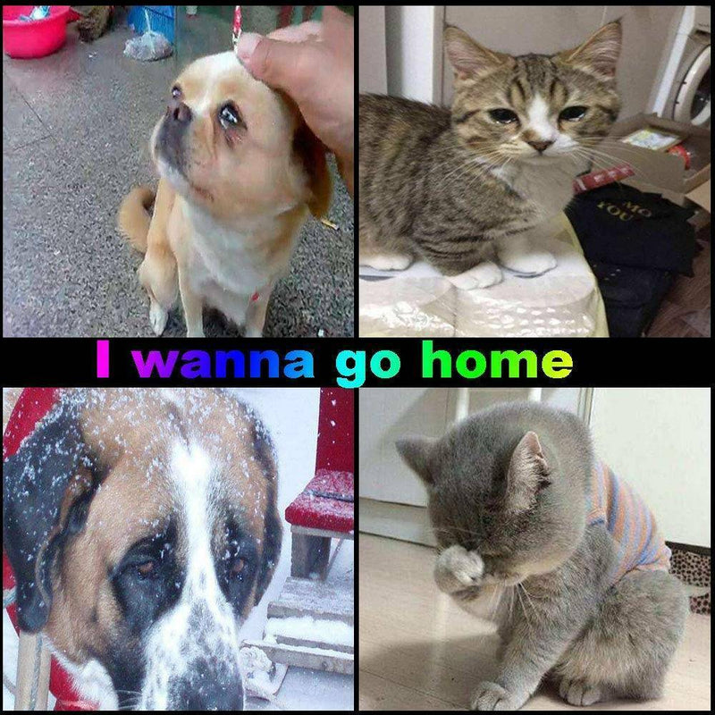 New 2pcs Popular Anti-Lost Stainless Steel Dog Tag Cat Tag Pet ID Name Tag Tube