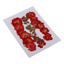 Mixed Natural Pressed Dried Rose Flower Leaves DIY Scrapbook Craft 2-2.5cm