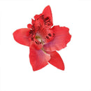 20x Red Artificial Silk Orchid Dendrobium Flower Heads Wedding Decor