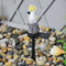 Solar Power LED Parrot Lawn Light Waterproof Garden Landscape Lamp (Yellow)