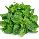 Basil seeds ocimum basilicum seeds vegetable fragrant for planting MedicinalULJ