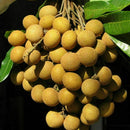 5pcs Dwarf Longan Sri Chompoo/Dragon Sweet Exotic Tropical P7Q7 Bonsai Su F V5H3