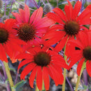 250x RED RUBY ECHINACEA / CONE-FLOWER FLOWER SEEDS / LONG LASTING PERENNIAL