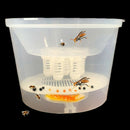 Bee Tools Hornet Trapper Fly Bug Catching Traps Wasp Catcher Hanging On Tre G1X4