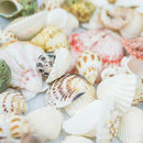 100PCS Aquarium Beach Nautical DIY Shells Mixed Bulk Sea Shell Fashion