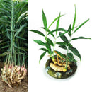 100 pcs ginger seeds 4 seasons zenzero jengibre zingiber seeds roscoe gengib ly