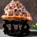 Natural Bull's Mouth Conch Shell Coral Sea Snail Fish Tank Adorn Home Orname_