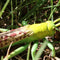 Simulation Nature Grasshopper Growth Pre-school Cognitive Toys Themed Party