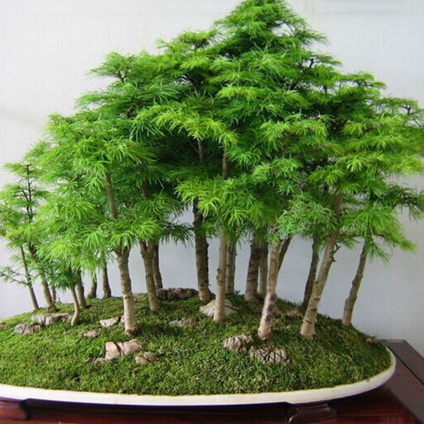 Juniper Bonsai Tree Seeds Purify Air Easy to Grow Home Office Decor au