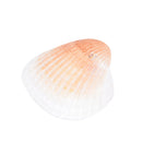 20X Natural White Shells Decorations Mini Nautical Crafts Aquarium Ornaments  Gw