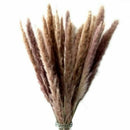 15pcs Natural Dried Pampas Grass Reed Flower Bunch Home Wedding Bunch Decor AU