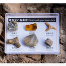 Rock and Mineral Collection in Specimens (6 Pieces)