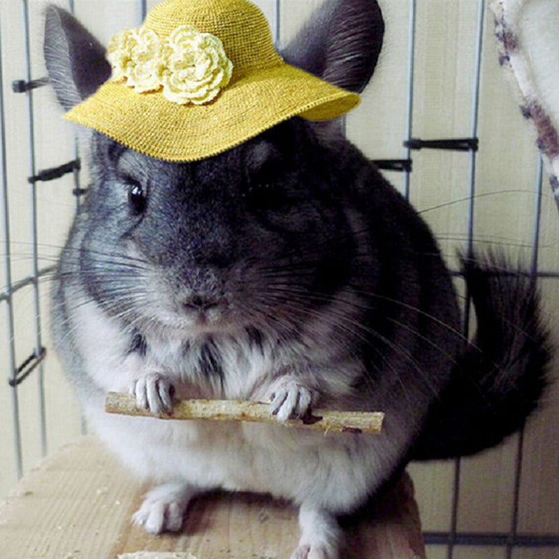 Branch Chew Sticks Rabbits Hamster Guinea Pig Parrots Mice Rat Snacks new~