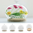 Glass Cloche | Round Transparent Topped | Bell Jar Display Dome | Wood Base