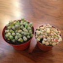 200Pc Succulent Cactus Mixed Lithops Flower Seeds Living Stones Flower Seed X8J6