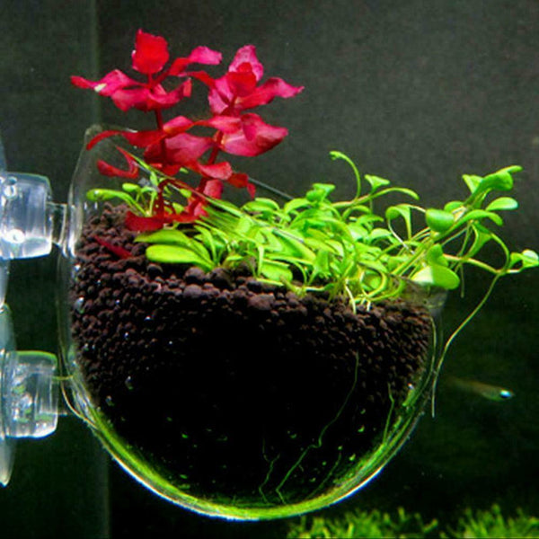 Microcosmic Shrimp Aquarium Tank aquatic Crystal Glass Pot Plant Cute Decor L3E5
