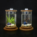 Multi-functional Desktop Decor,Bamboo Frame Clear Glass Aquarium / Glass Vase /