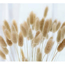 20X Natural Dried Small Pampas Grass Phragmites Communis,Wedding Flower Bunch AU
