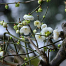 10pcs seedsHITE PRUNUS ( PRUNUS MUME )Bonsai SeedsDecor: X0D7