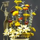 20Pcs Dried Flower Daisy Natural Artificial Flower Colorful Chrysanthemum O R6Z1
