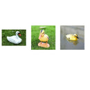 3x Lifelike Floating Ducks Mallard Hunting Shooting Decoy Pond Rivers Decor