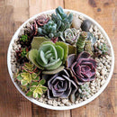 300pcs Mixed Succulent Seeds Lithops Living Stones Plants Cactus Home Beauty New