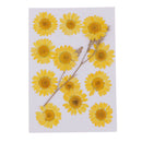 12 Packs Pieces Natural Dried Flowers, Real Press Chrysanthemum, Pressed Flowers