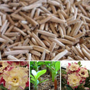 5 pcs Desert Rose Flower Adenium obesum "PEONY" bonsai Seed Supply