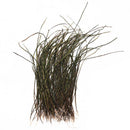 Fly Tying Peacock Herl Pack 3 to 7 Inch Feathers Wire Tying Materials  ME