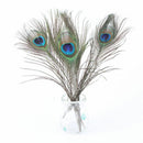 50pcs lots Real Natural Peacock Tail Eyes Feathers 8-12 Inches  JÃ‘Æ’