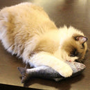 Plush Fish Shape Pet Cat Kitten Teaser Plaything Catnip Toys Pillow(20cm)