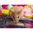 DIY Full Drill Round Diamond Painting Cute Hamster Rhinestone Craft (LD504)