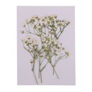 Beautiful Real Pressed s Breath Flowers Natural Dried Flowers For Scrapbooking