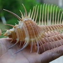 Natural Murex Pecten Shell Conch Coral Sea Snail Home Ornament Fish Tank Adorn