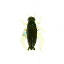 100pcs Outdoor Lightweight Soft Fishing Lures Cricket Insect Baits 0.8g 2cm