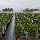2pcs Vertical Gardening Stackable Planters -For Growing Strawberry, Tomato,