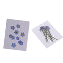 20x Pressed/Dried Flowers Forget me not Scrapbooking Art Craft DIY Materials