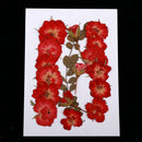 Mixed Natural Pressed Dried Rose Flower Leaves DIY Scrapbook Craft 2-2.5cm