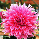 30x Colorful Dahlia Large Bloom Flower Perennials Bulbs 2018' Garden Plant C5J4