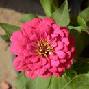 200xMischfarben California Giant Zinnia Elegante Blumensamen I1A9 Geschenk! X9Y6