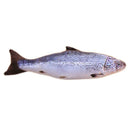 Plush Fish Shape Pet Cat Kitten Teaser Plaything Catnip Toys Pillow(20cm)