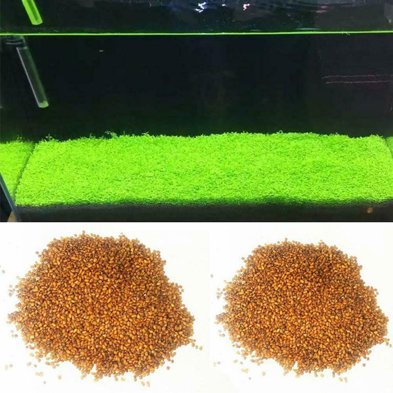 1000X Fish Aquarium Grass Seeds(Mixed)Water Aquatic Plant Home Fish Tank Supply