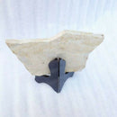 Fish Fossil Real From Western Liaoning China 150 Million Years Ago Lycopter O7C4