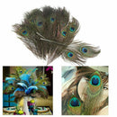 50pcs lots Real Natural Peacock Tail Eyes Feathers 8-12 Inches  JÃ‘Æ’
