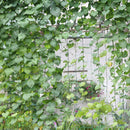 Durable Nylon Trellis Net Garden Netting Plant Support for Climbing Plants
