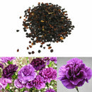 175 Pcs Magenta Carnation Dianthus Caryophyllus Flower Garden W8U0 DIY F8W0
