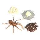 Life Cycle of a Spider Models Nature Insects Bug Learning Educational Toys