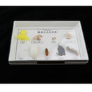 Lifecycle of Silkworm Specimens Taxidermy Framed Collectible, 7.5x5x1.2inch